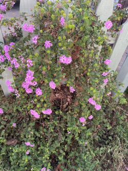 5 gallon pot lantana full of blooms; 95820