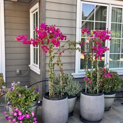 Bougainvillea