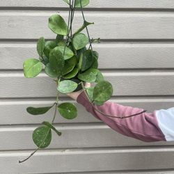 6” Hoya Obovata Splash 