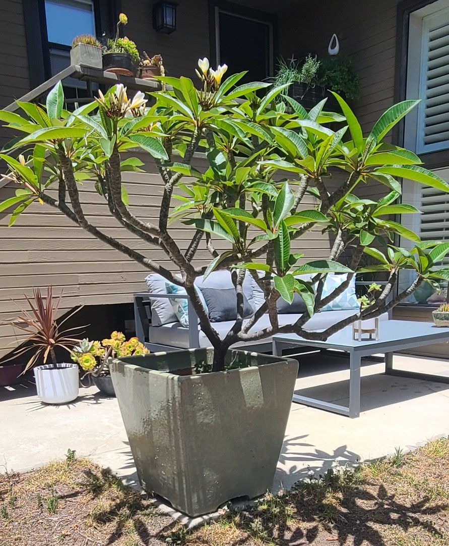 Two Large Potted Plumaria In Glazed Ceramic Pots