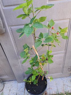 Black Berry