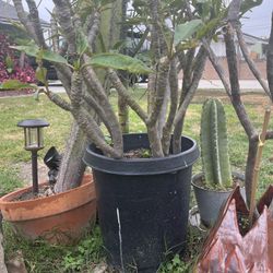 Potted Plant