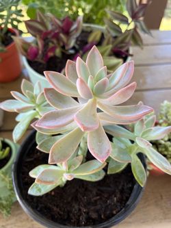 Echeveria Plant 5