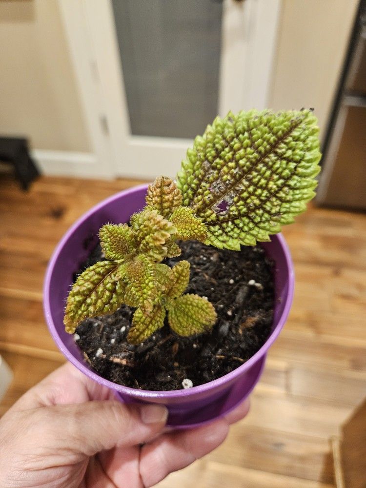 Pilea "Friendship Plant" (A)