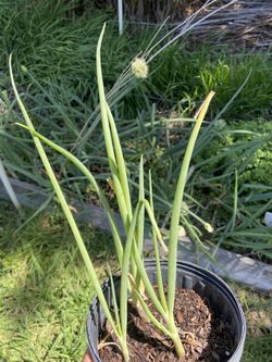 Onion Chives Herb