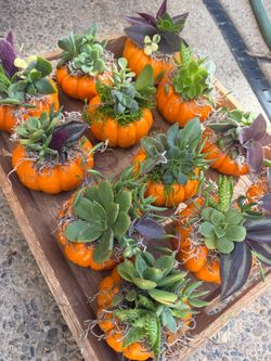 Mini pumpkin succulents