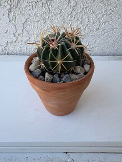 Ferocactus Latispinus