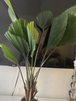 Fake Plant 🌱 decor 