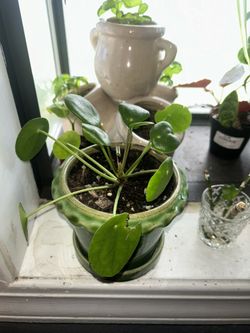 Chinese Money Plant 🪴