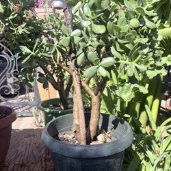 Large Jade Plants / Bonsais
