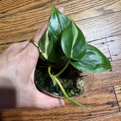 Philodendron Cream Splash Plant