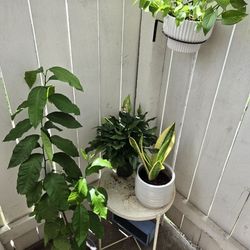 Plant Bundle
