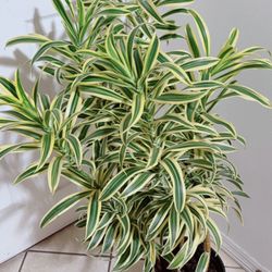 Song Of India Plants 🍀 5 Plants in 1 pot