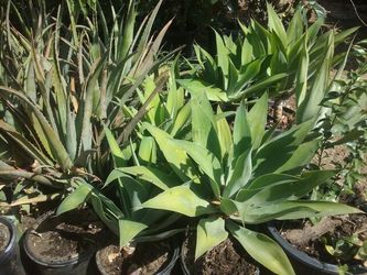Agaves