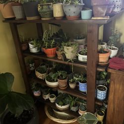 Many Succulents 