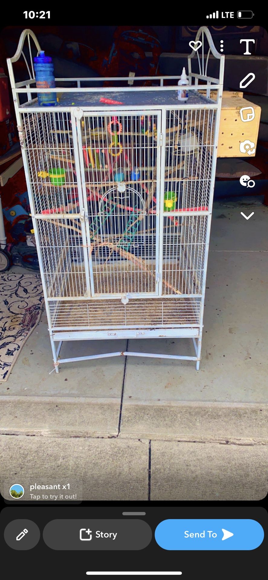 Birds Cage