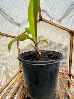 Hardy Banana Tree Pup