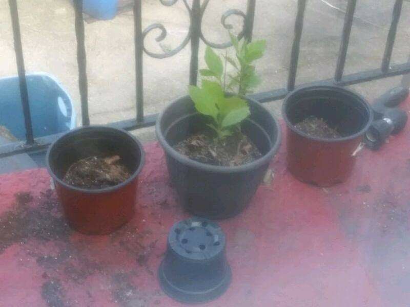 Flower Pots