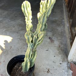 3ft Cactus
