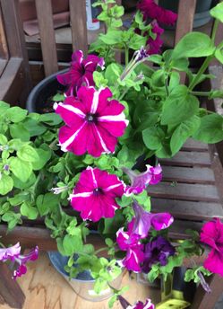 Flowers decorative green plant in pot