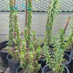 CactusC