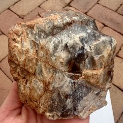 Petrified/Agatized Wood