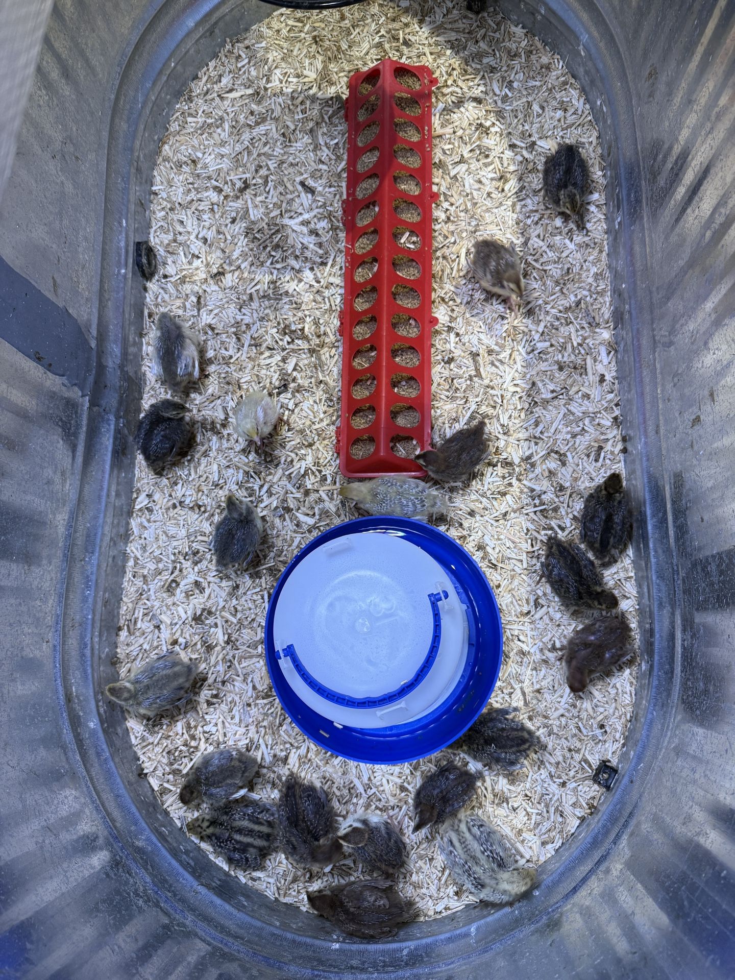 Coturnix Quail Chick Brooder