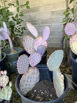 Cactus Sale