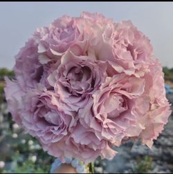 Rare Chinese Rose Plant- Lu Ningxiang