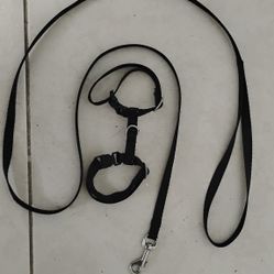 Harness And Leash For Small Animal