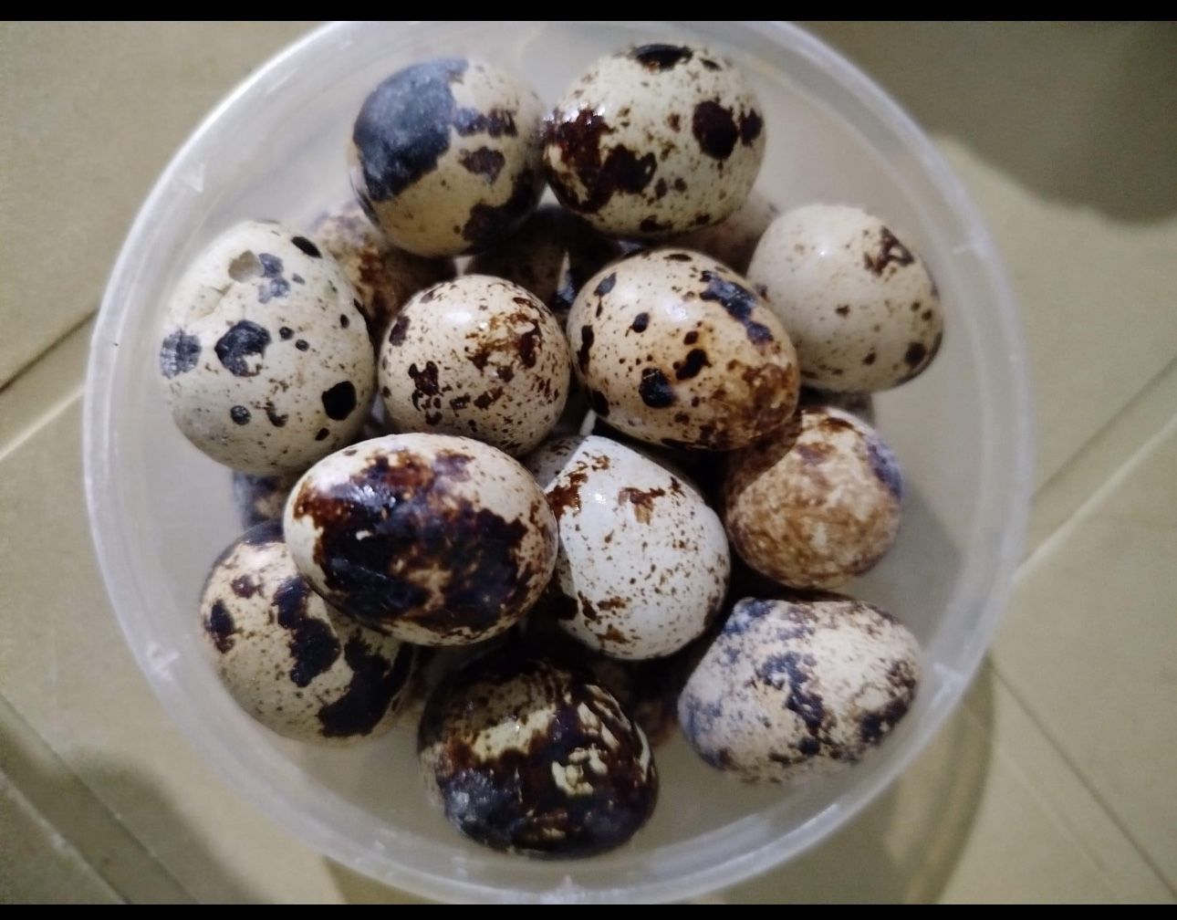 Quail Eggs