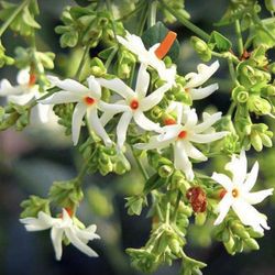 Parijat/ Haraingar/ Suili/ Coral jasmine plant 