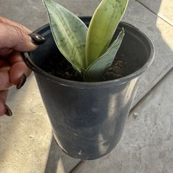 Small Inside Succulent Plant 