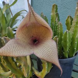 Star Cactus 