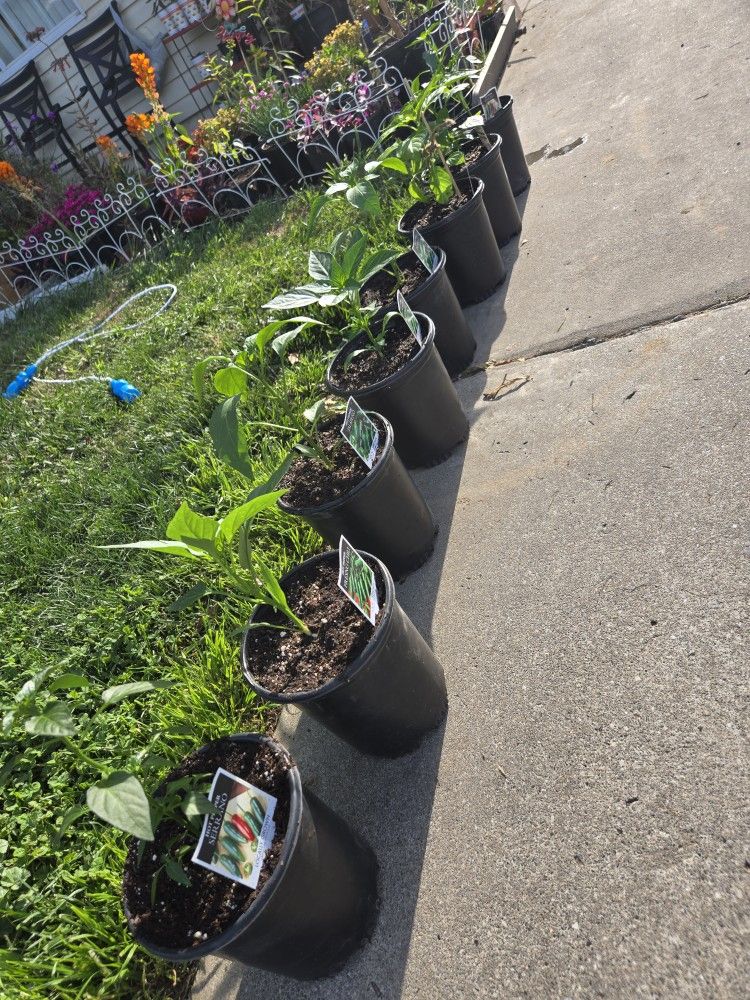 Different Chili Plants For Sale