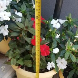 Impatient Plant,  Live 