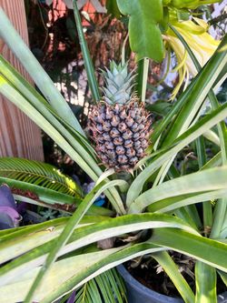 Pineapple plant