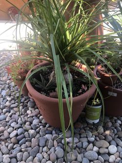 Ponytail palm
