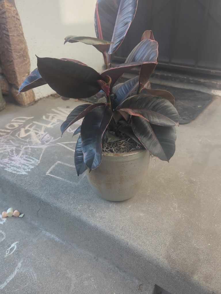 Rubber Tree 7 Inches Ceramic Pot