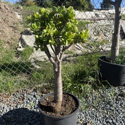 Healthy Lush Jade Tree
