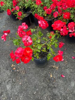 Red Iceberg Rose 5gallon