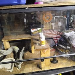 Lizard Cage With Accessories