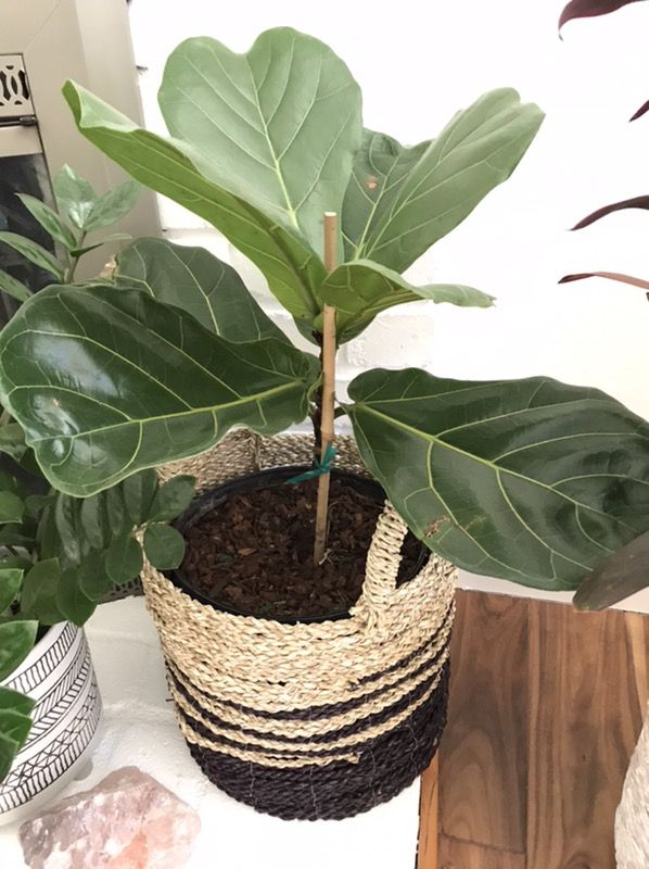 Fiddle Leaf Fig Tree Lush Green Great Indoor Plant 2ft