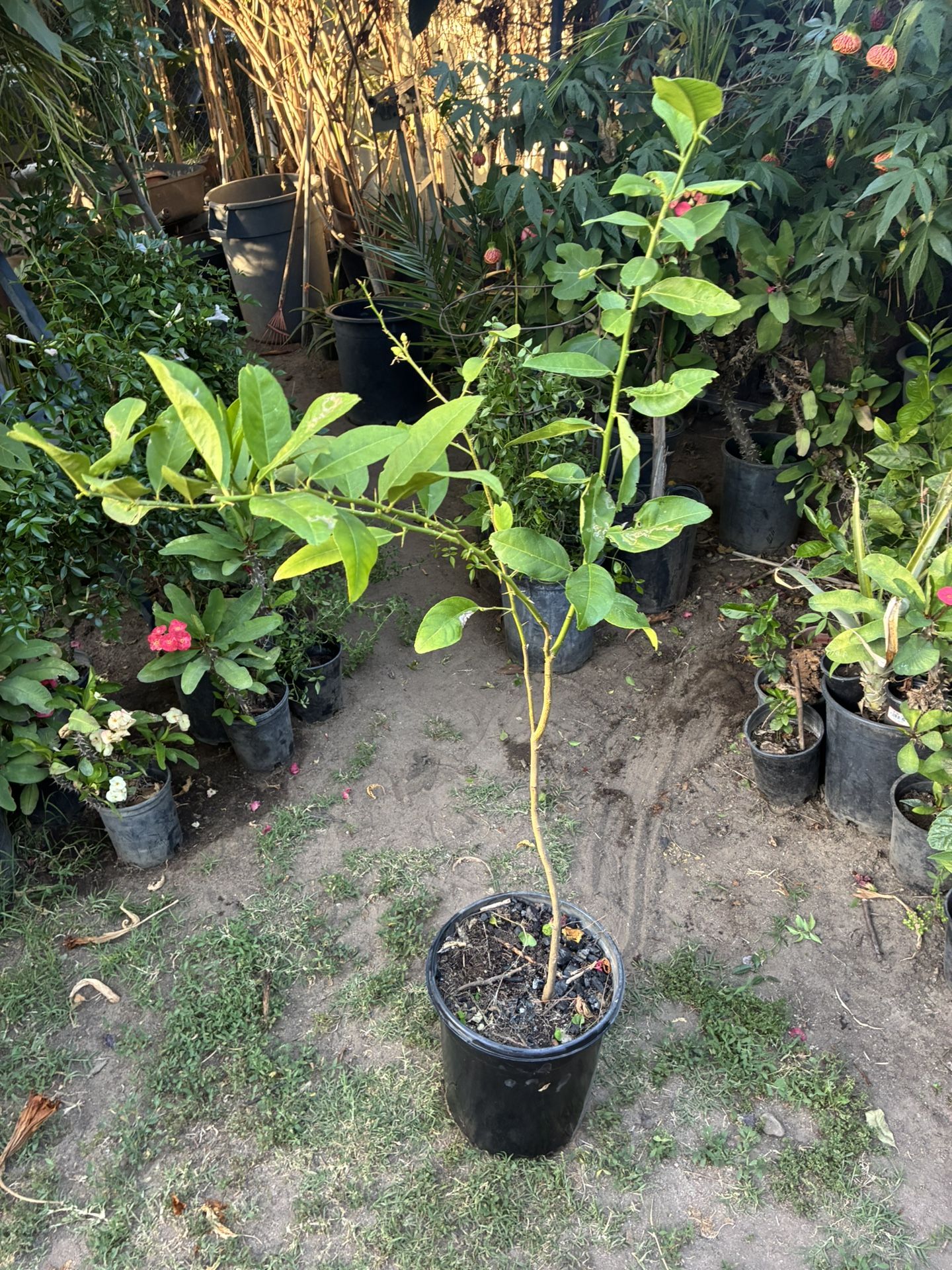 Lemon Tree