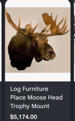 Moose taxidermy