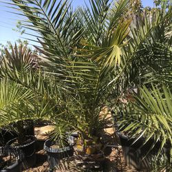Canary Date Palm 