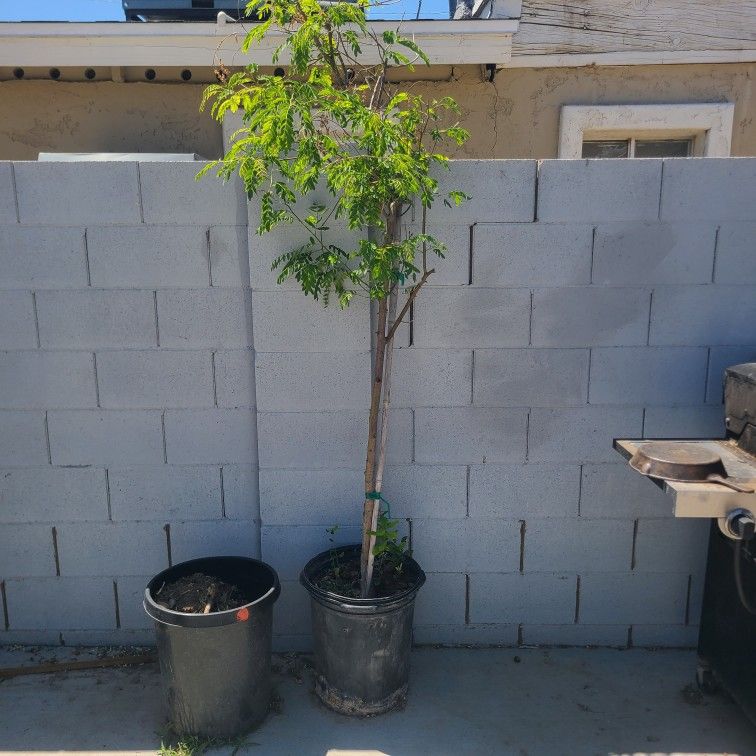 15 Gallon Tipu Tree