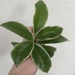 Hoya Carnosa Krimson Queen Plant Cuttings