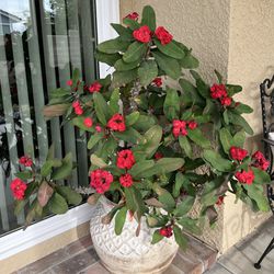 Crown Of Thorns Plant 