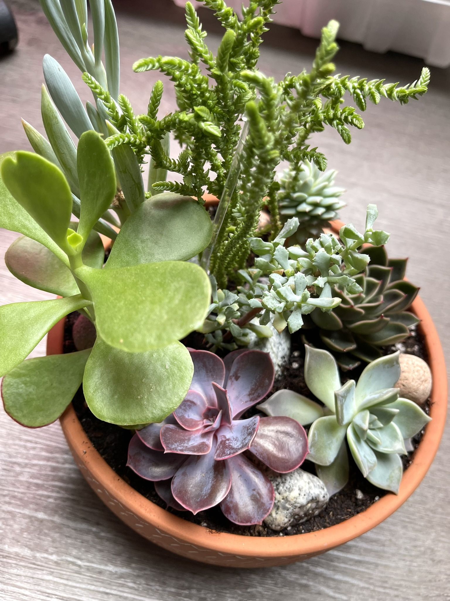 🎁🛍️Beautifully Mixed Succulents House Plants In A Pot 3.5"x9" With Drainage